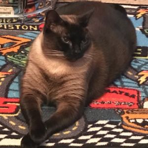 Meet your Posher, Shelly